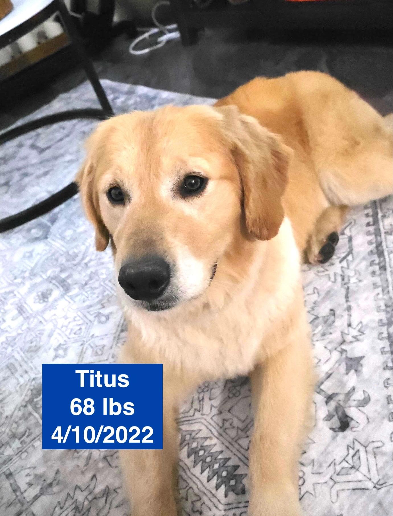 Titus, ADOPTABLE, Young Male Golden Retriever.