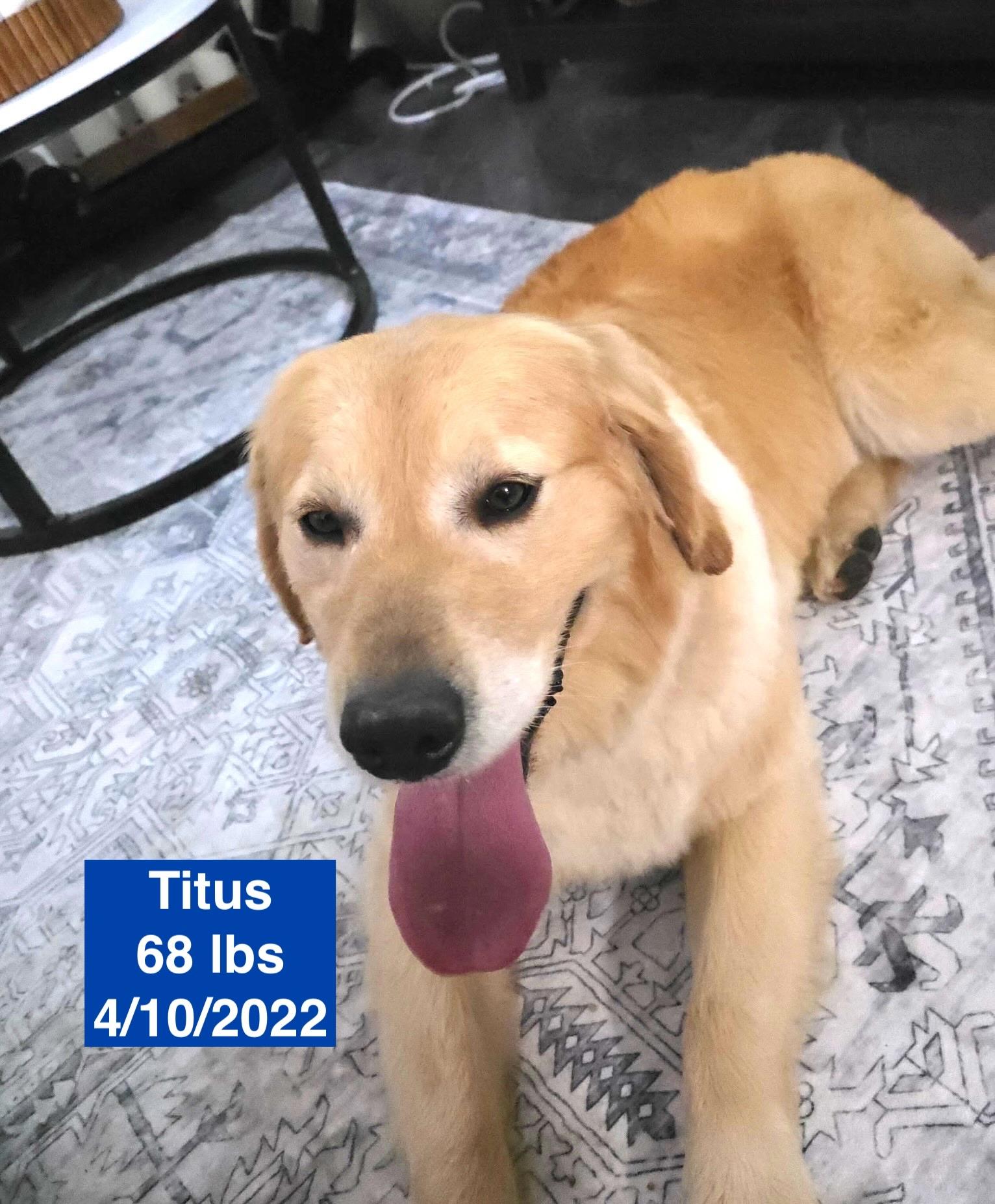 Enlarge Titus, a ADOPTABLE Golden Retriever in West Hollywood, CA image 3/6