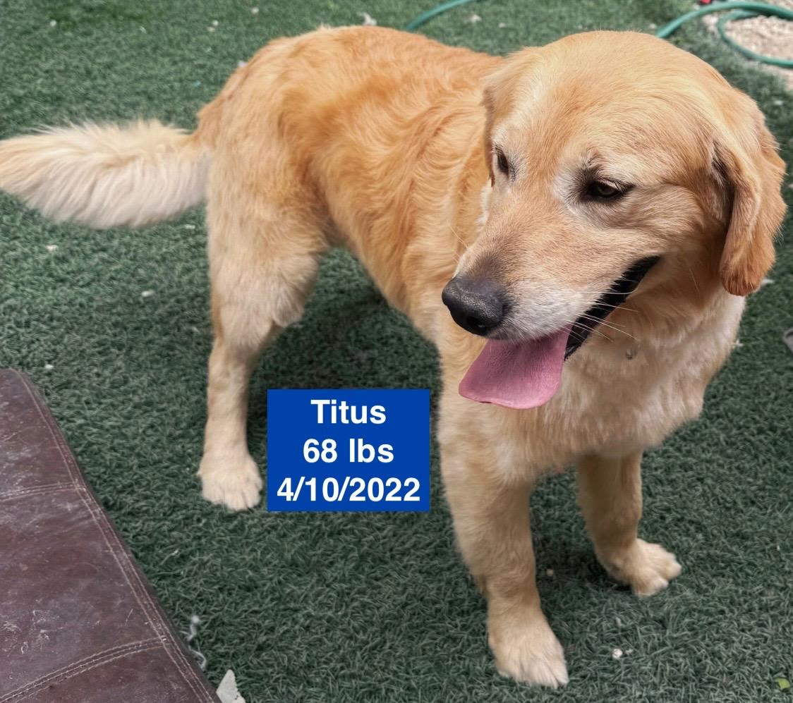 Enlarge Titus, a ADOPTABLE Golden Retriever in West Hollywood, CA image 2/6