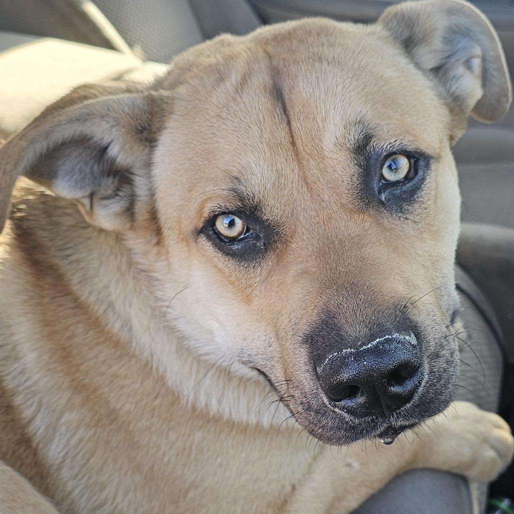 JASPER, Adoptable, Young Male German Shepherd Dog.