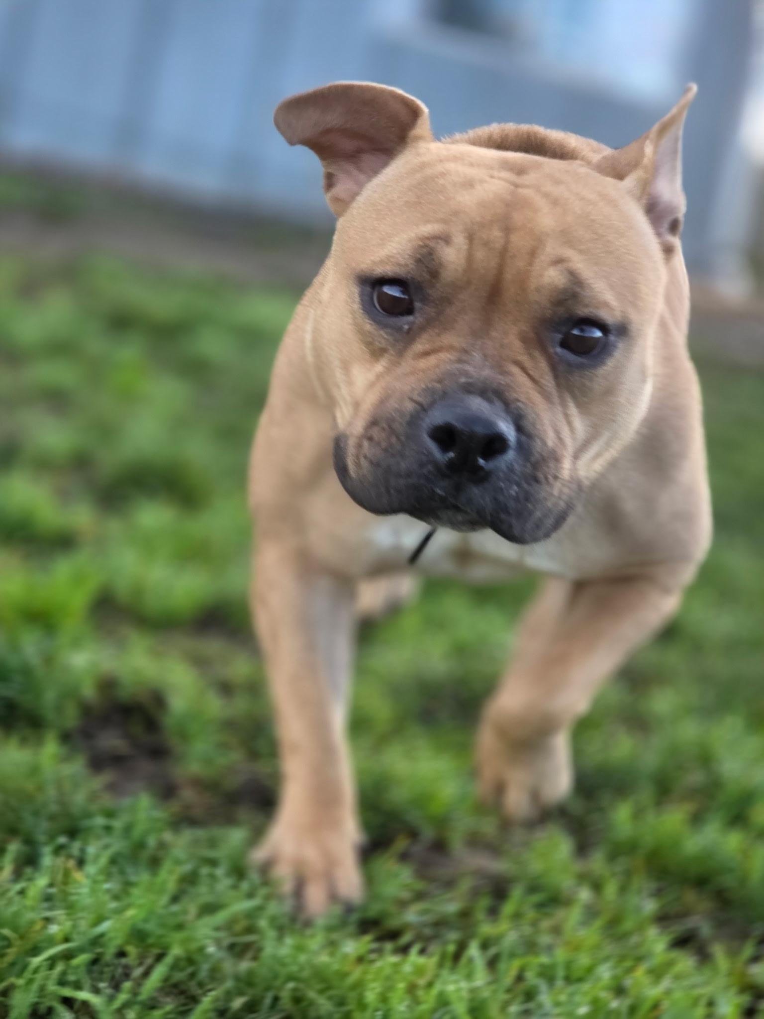 Fig, adopted, Young Female French Bulldog & Bulldog.
