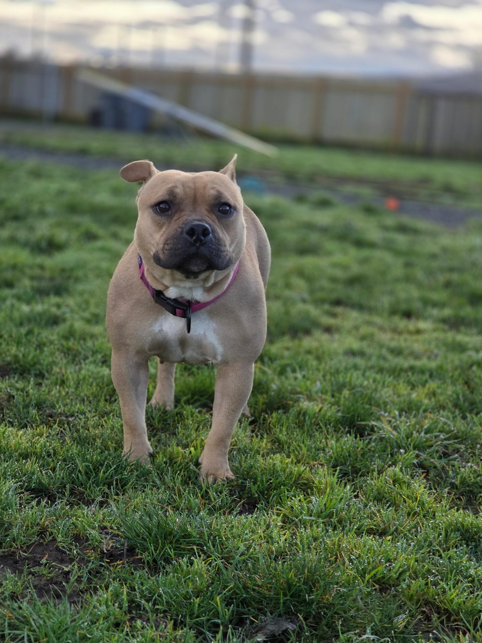Enlarge Fig, an adopted mixed breed in Port Angeles, WA image 2/3