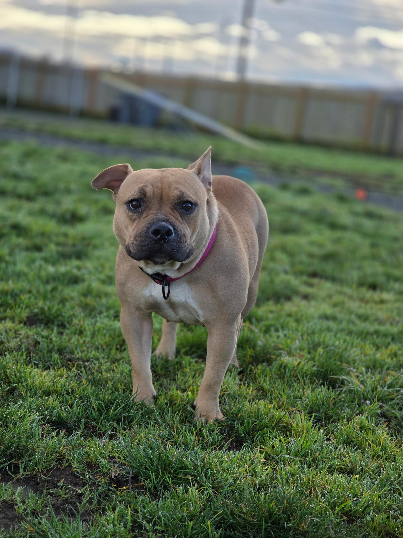 Enlarge Fig, an adopted mixed breed in Port Angeles, WA image 3/3