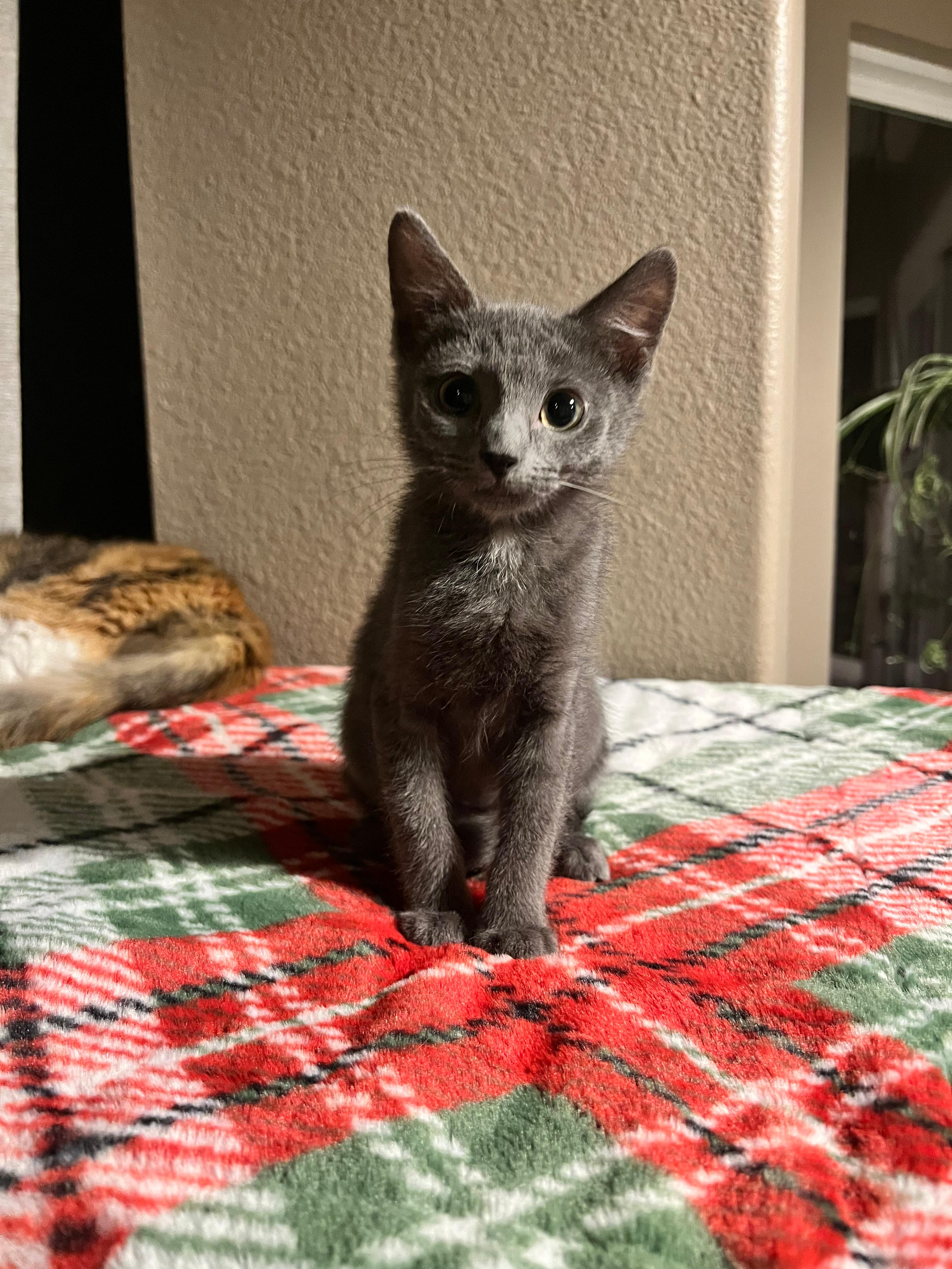 Tammy, Adoptable, Kitten Female Domestic Short Hair.