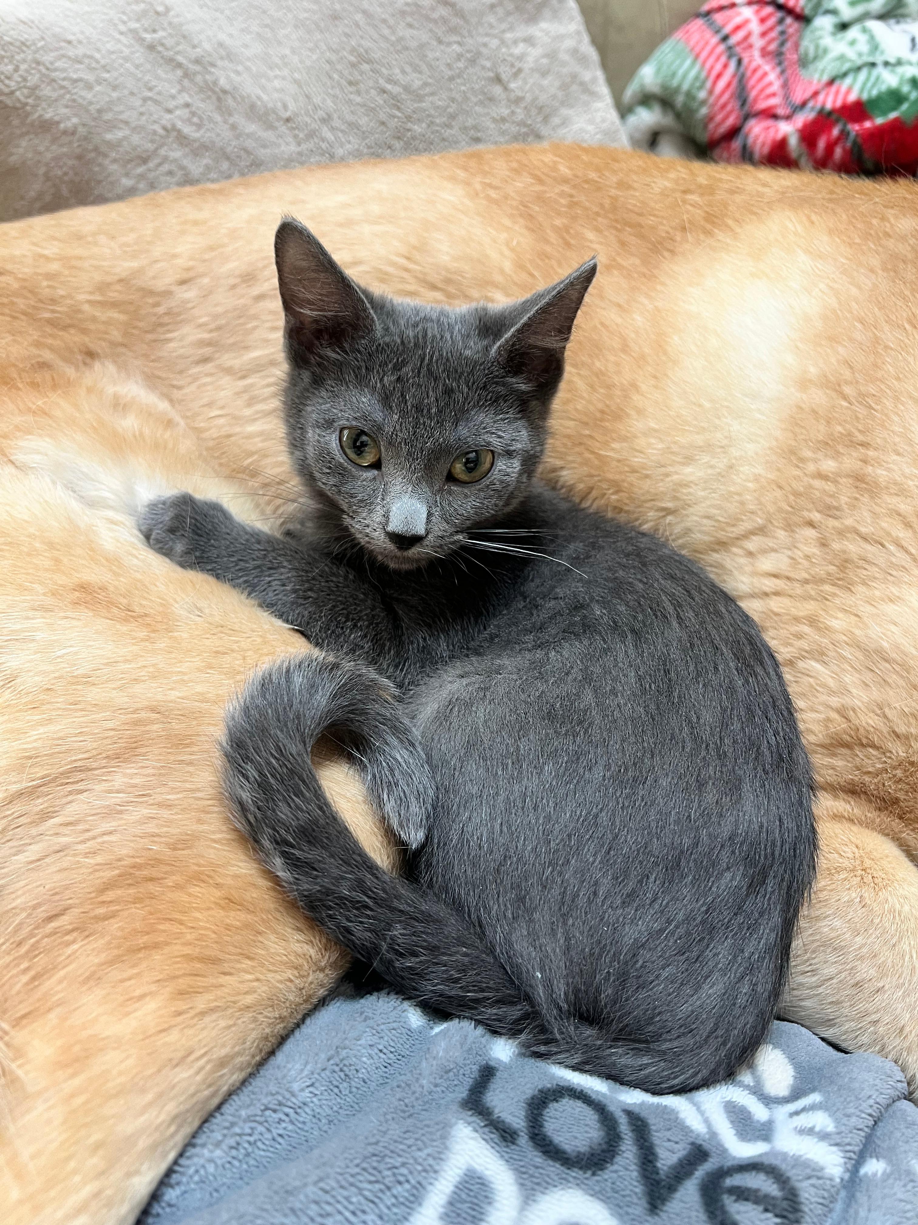 Enlarge Tammy, a Adoptable Domestic Short Hair in Wheat Ridge, CO image 3/4