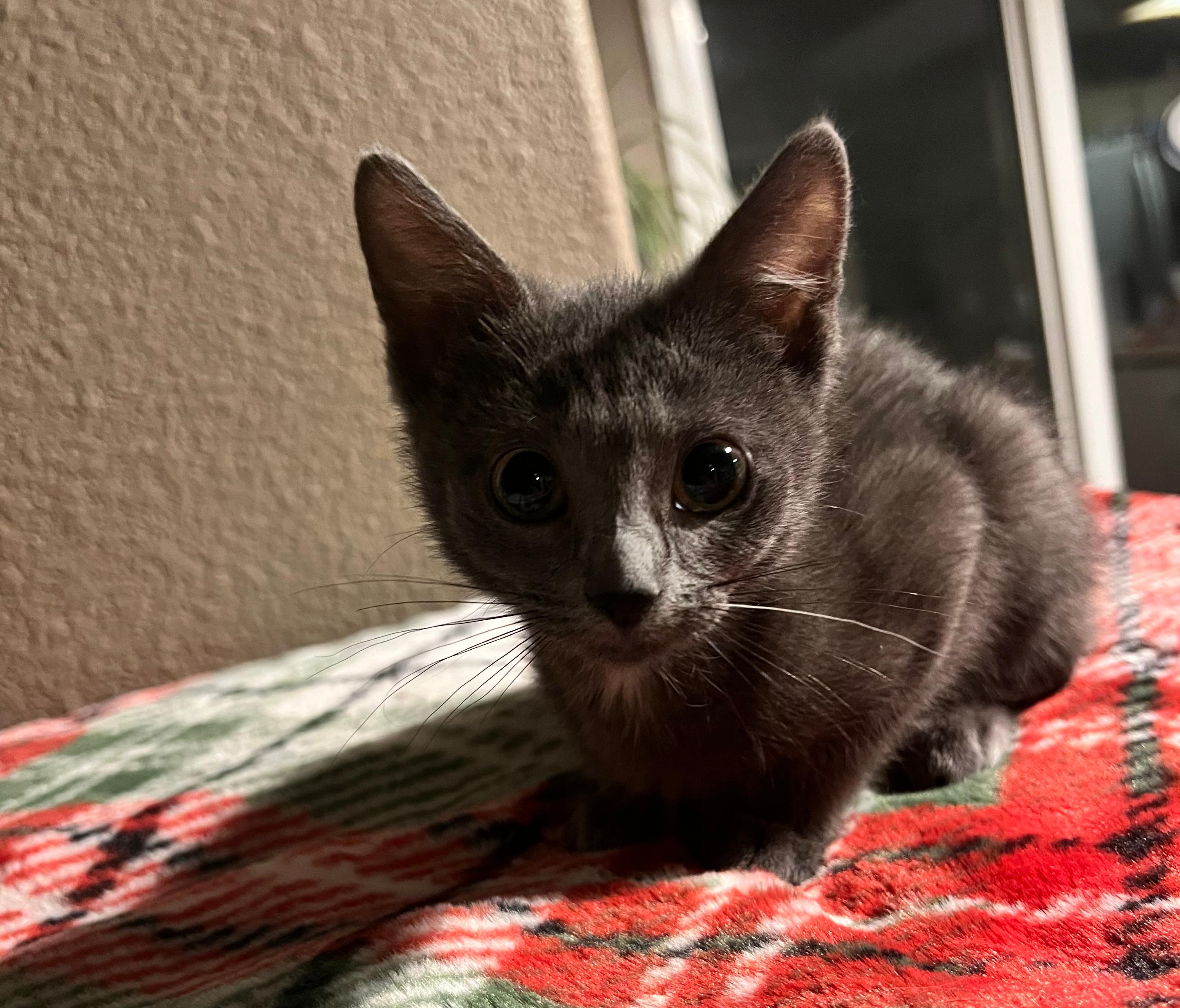 Enlarge Tammy, a Adoptable Domestic Short Hair in Wheat Ridge, CO image 2/4