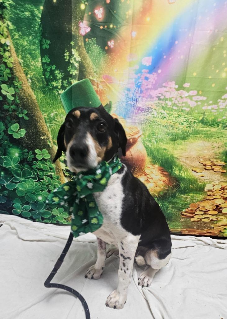 Enlarge B11 Dixie, a Adoptable mixed breed in Wabash, IN image 1/2