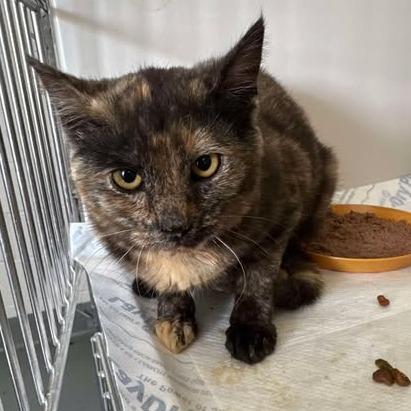 Ida, Adoptable, Young Female Domestic Short Hair.
