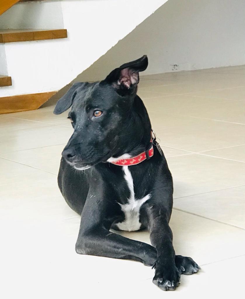 Enlarge Piper, a Adoptable mixed breed in Corral del Risco, NAY image 4/4