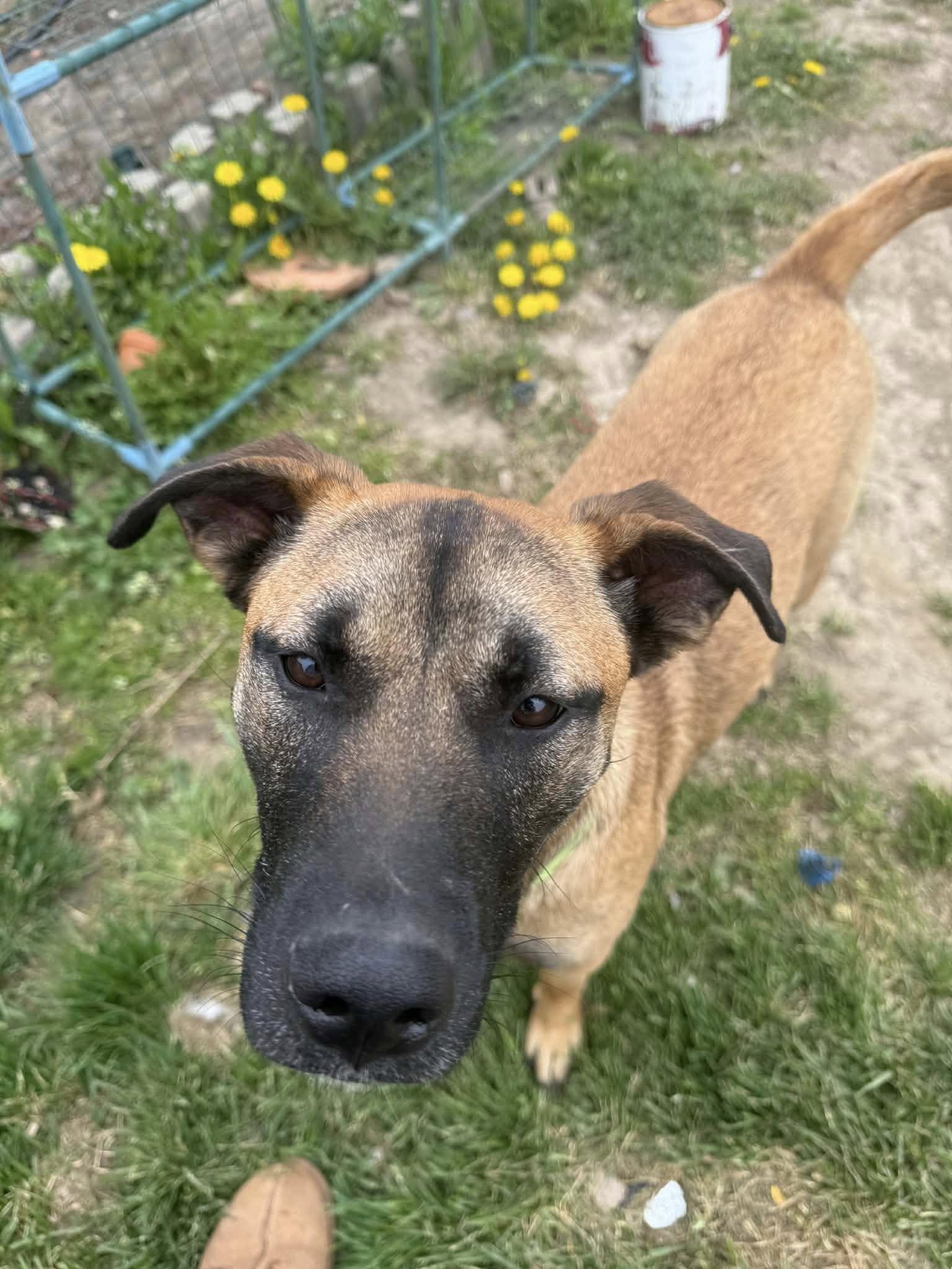 Rosemary, ADOPTABLE, Puppy Female Shepherd.