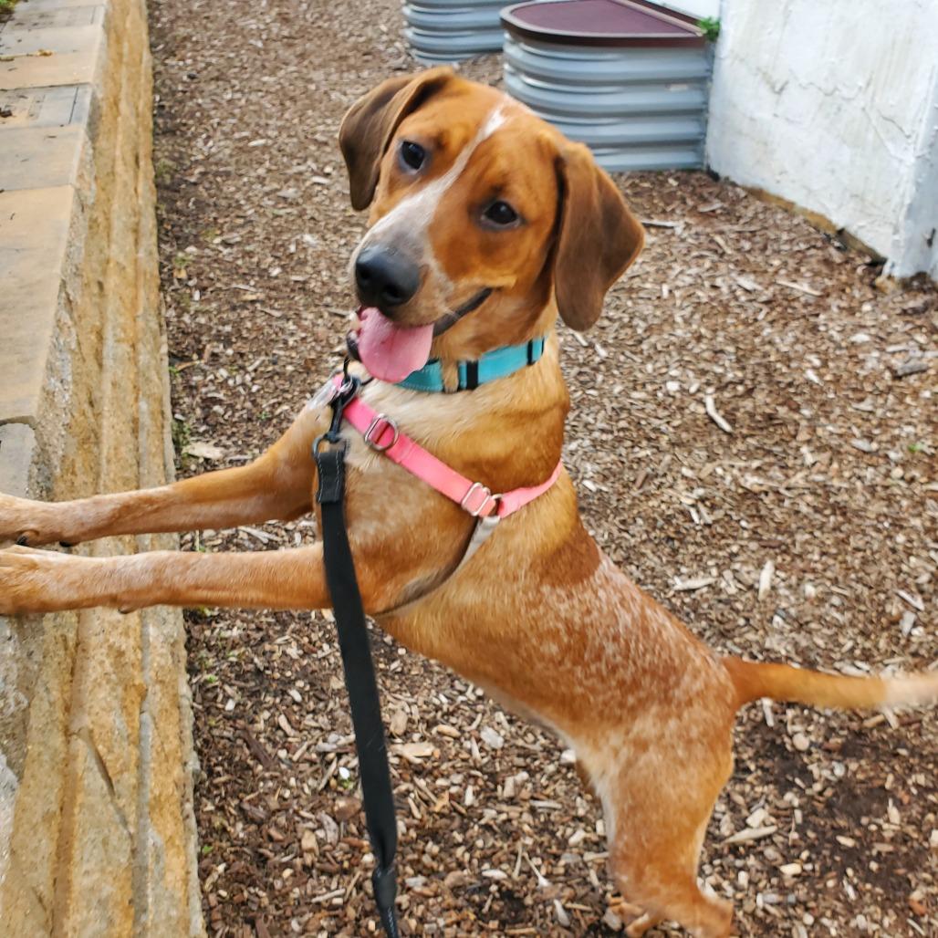 Piper, Adoptable, Young Female English Coonhound.