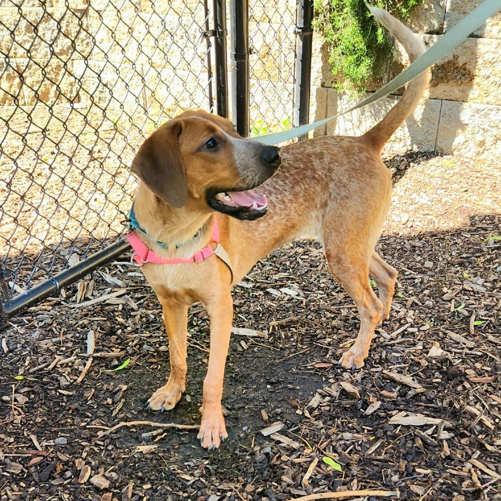 Enlarge Piper, a Adoptable English Coonhound in Falls Church, VA image 2/6