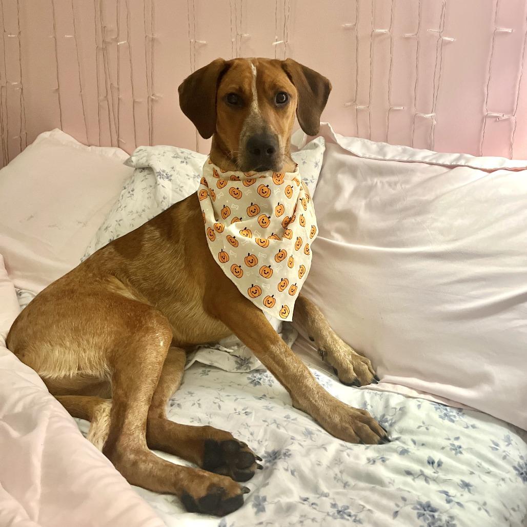 Enlarge Piper, a Adoptable English Coonhound in Falls Church, VA image 3/6