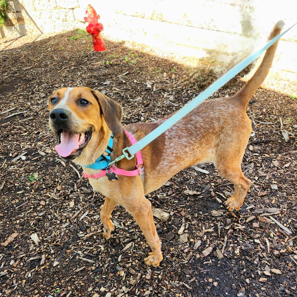 Enlarge Piper, a Adoptable English Coonhound in Falls Church, VA image 4/6