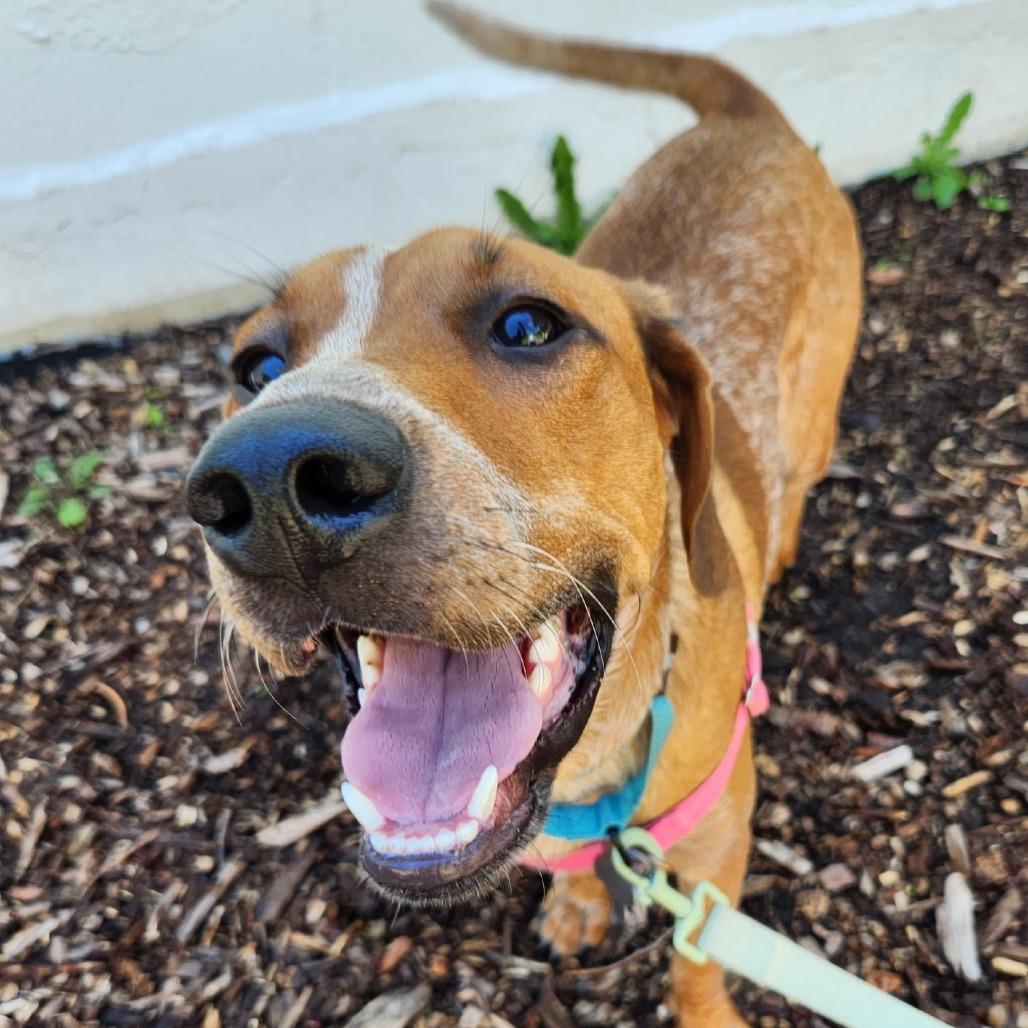 Enlarge Piper, a Adoptable English Coonhound in Falls Church, VA image 5/6