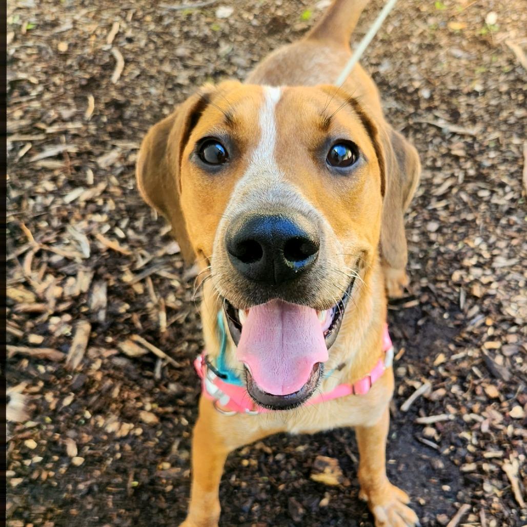Enlarge Piper, a Adoptable English Coonhound in Falls Church, VA image 6/6