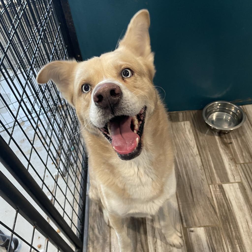 Kaneki, Adoptable, Senior Male Husky.