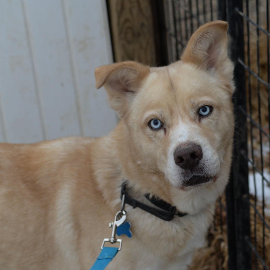 Enlarge Kaneki, a Adoptable Husky in West Des Moines, IA image 2/6