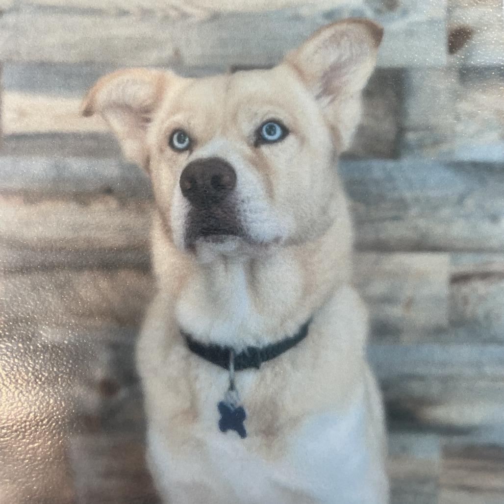 Enlarge Kaneki, a Adoptable Husky in West Des Moines, IA image 3/6