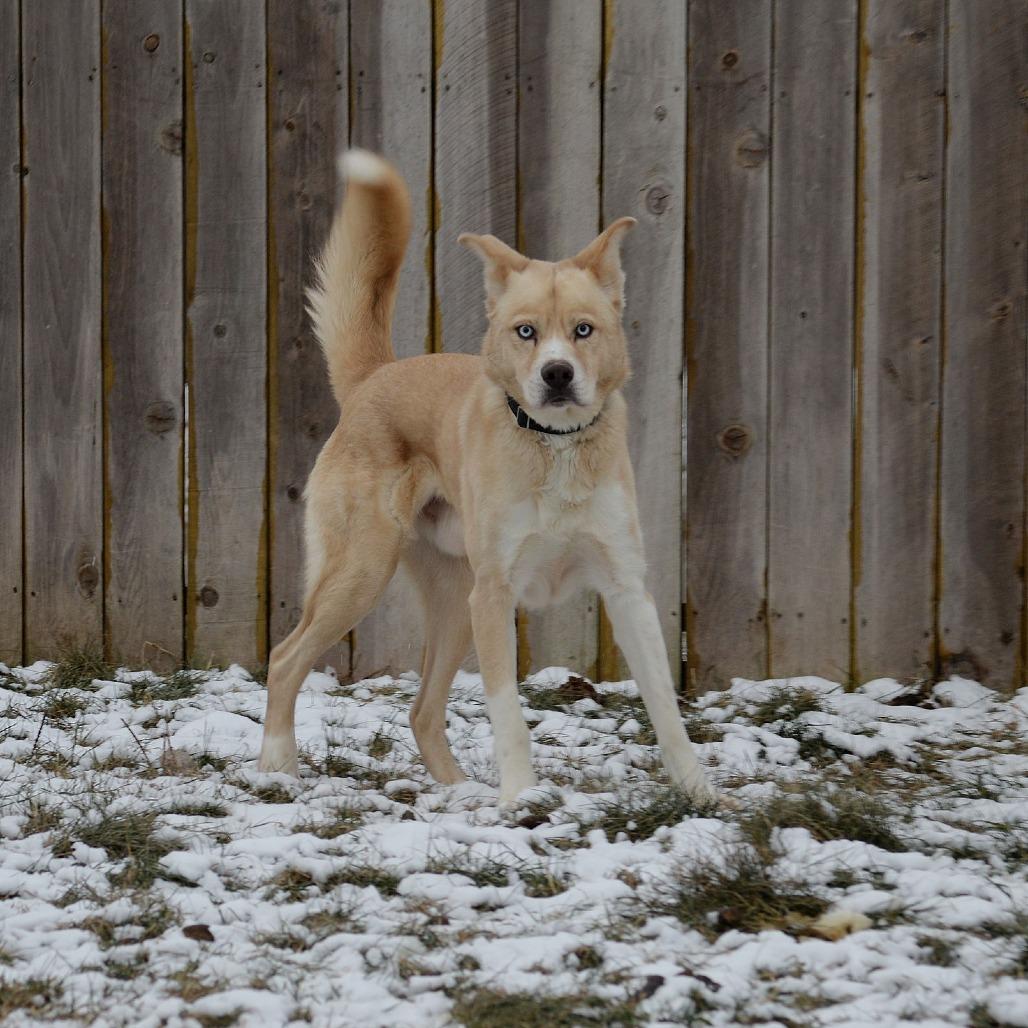 Enlarge Kaneki, a Adoptable Husky in West Des Moines, IA image 5/6