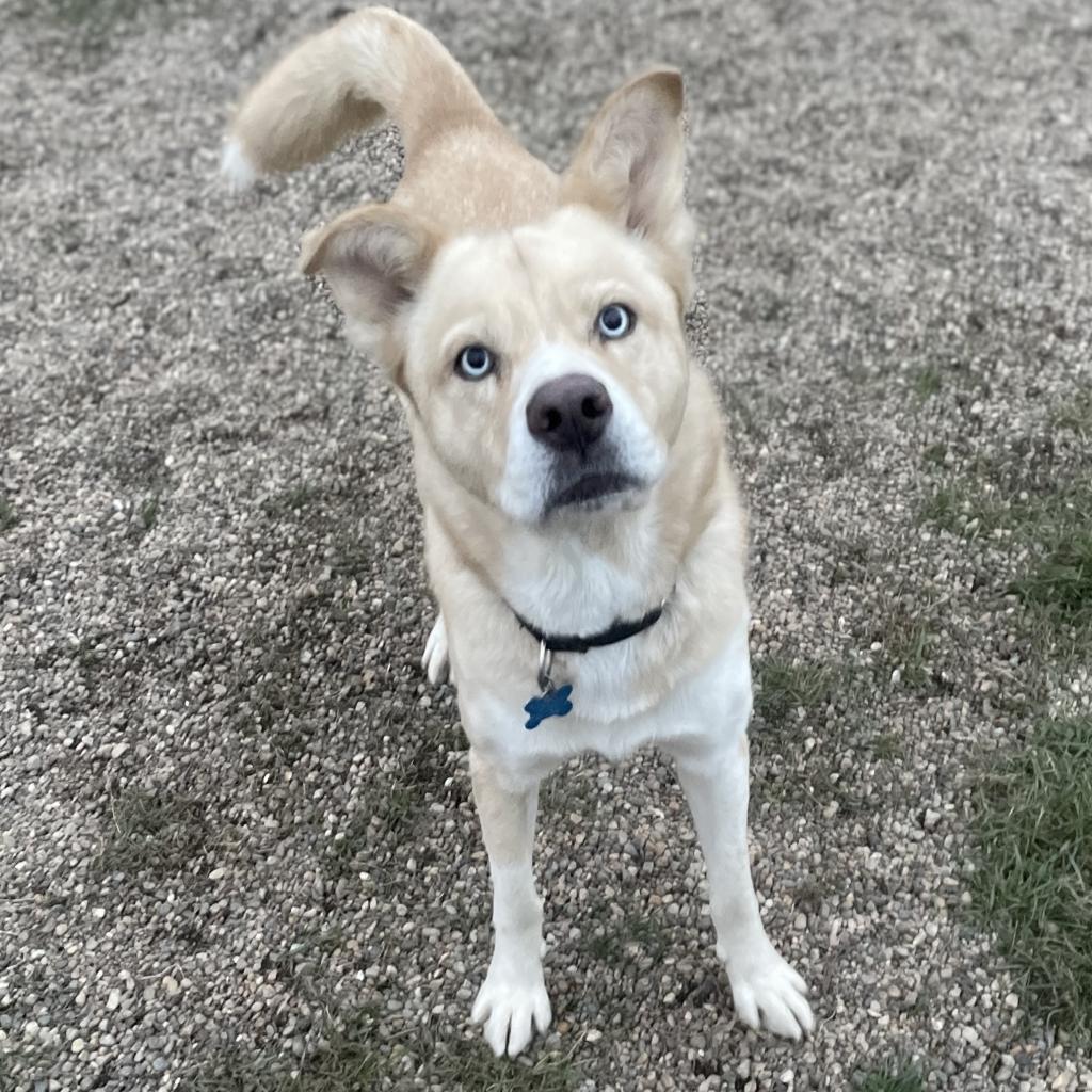 Enlarge Kaneki, a Adoptable Husky in West Des Moines, IA image 6/6