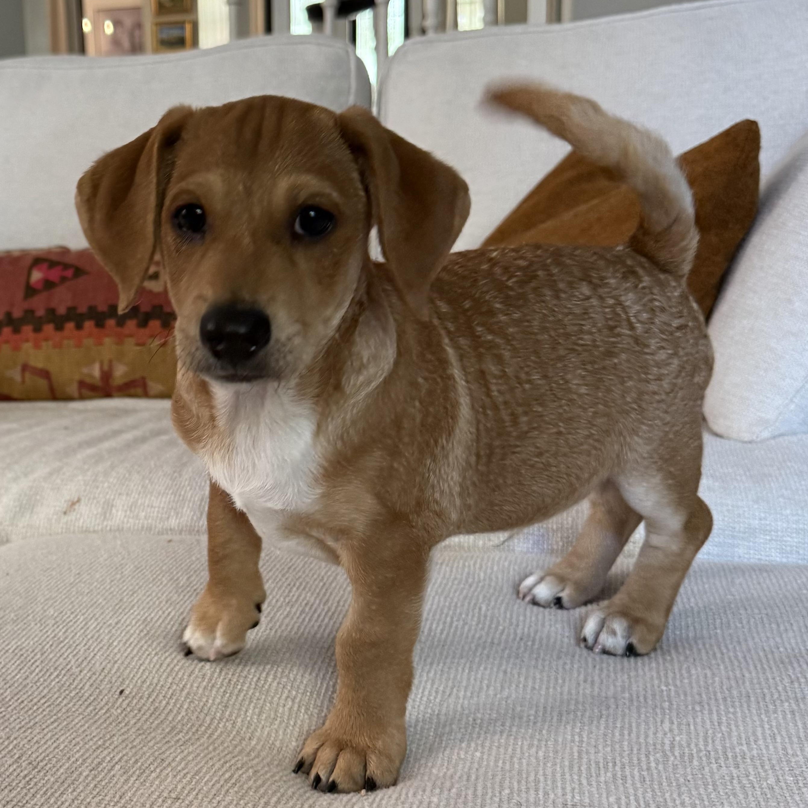 Rick, adopted, Puppy Male Terrier.