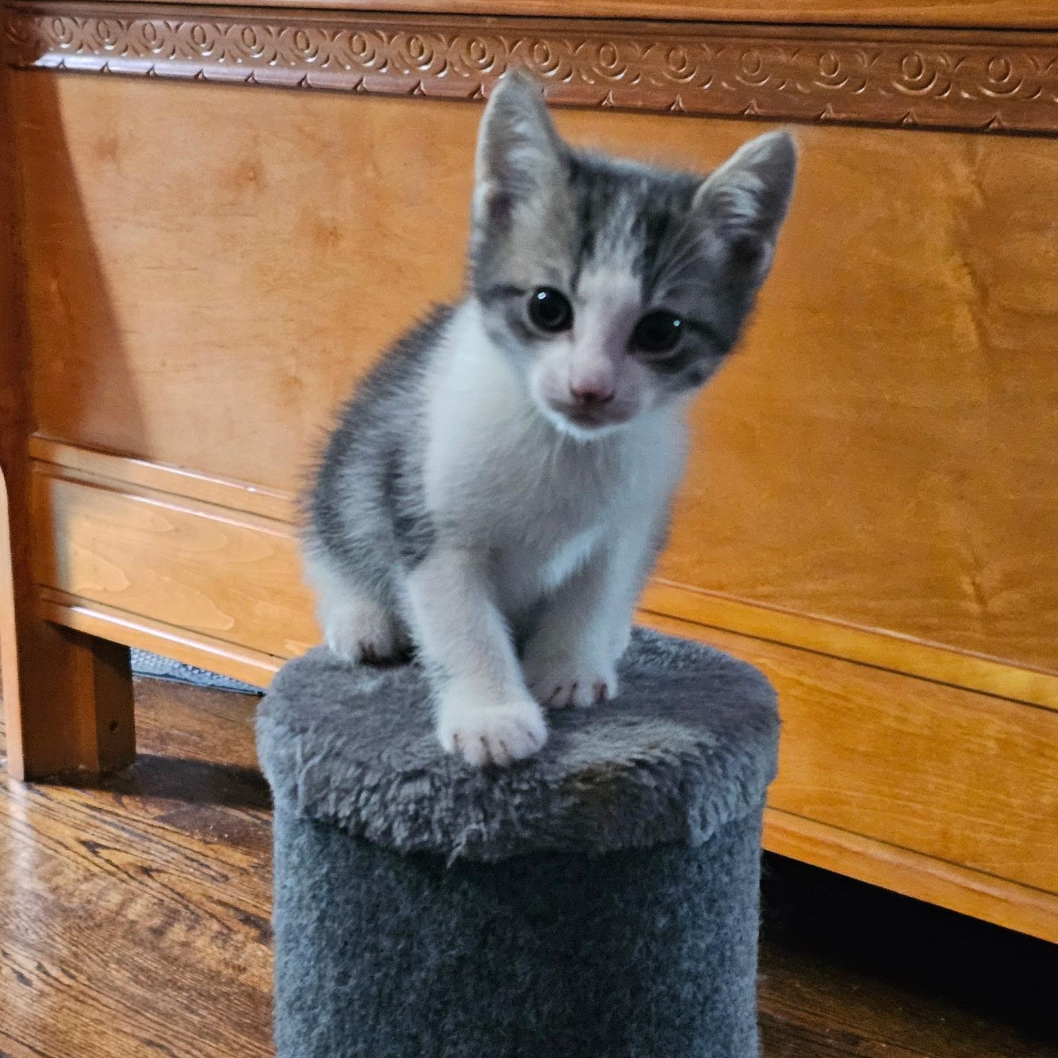 John Legend, an adopted Domestic Short Hair in Cranford, NJ image 2/4