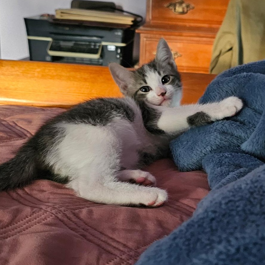 John Legend, an adopted Domestic Short Hair in Cranford, NJ image 1/4