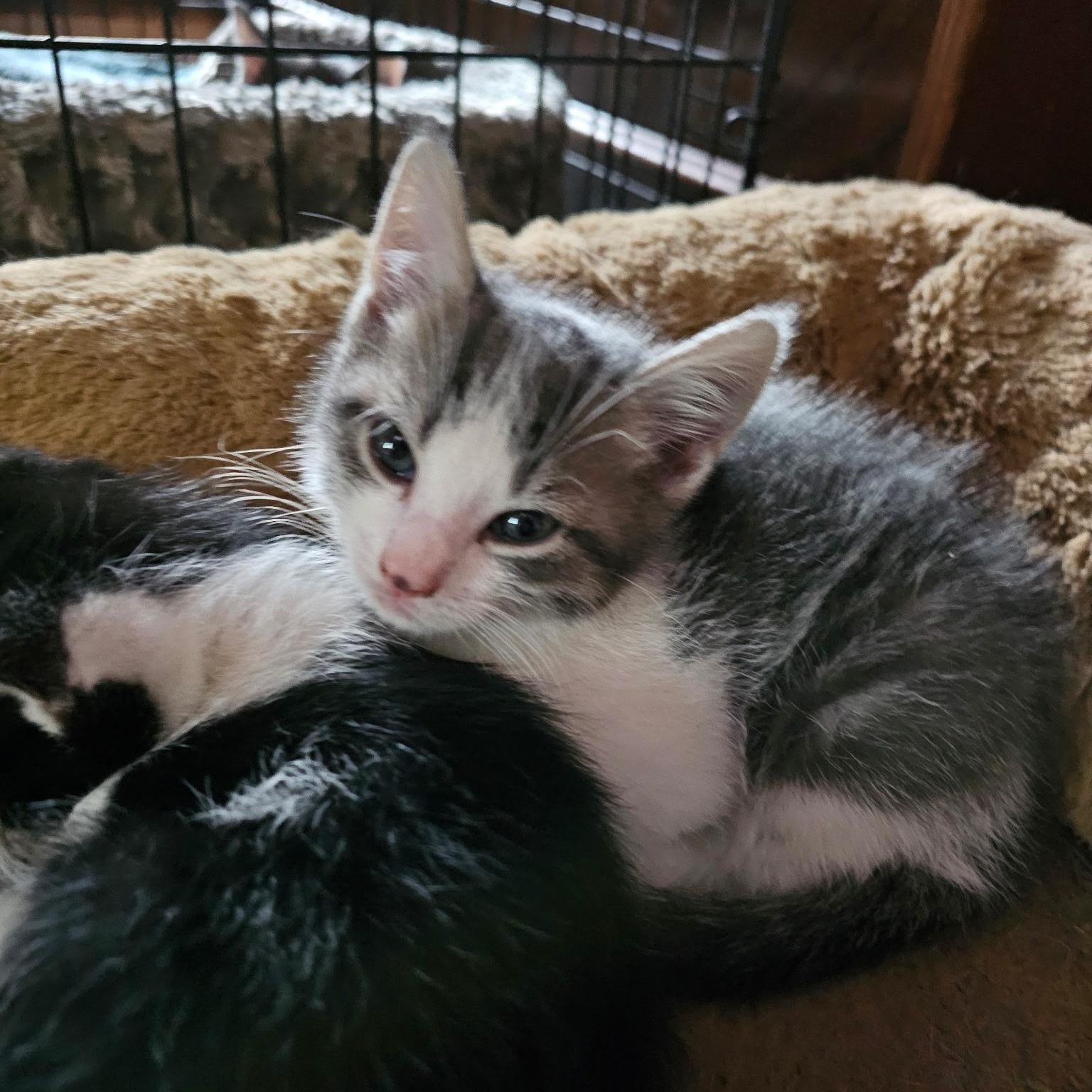 John Legend, an adopted Domestic Short Hair in Cranford, NJ image 3/4