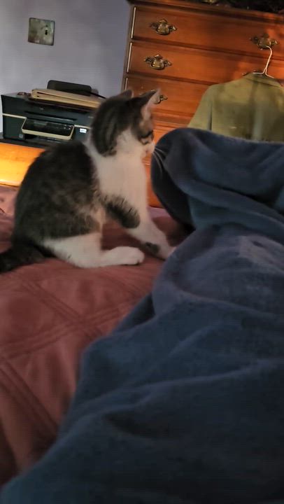 Enlarge John Legend, an adopted Domestic Short Hair in Cranford, NJ video 4/4