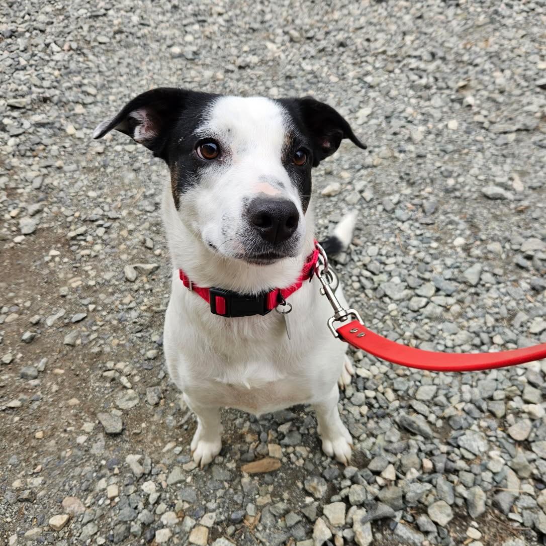Enlarge Lucy, a Adoptable mixed breed in Phoenixville, PA image 6/6