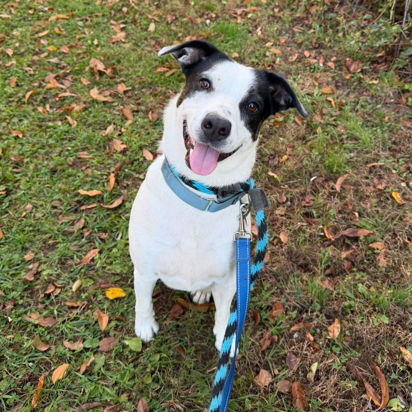 Enlarge Lucy, a Adoptable mixed breed in Phoenixville, PA image 2/6