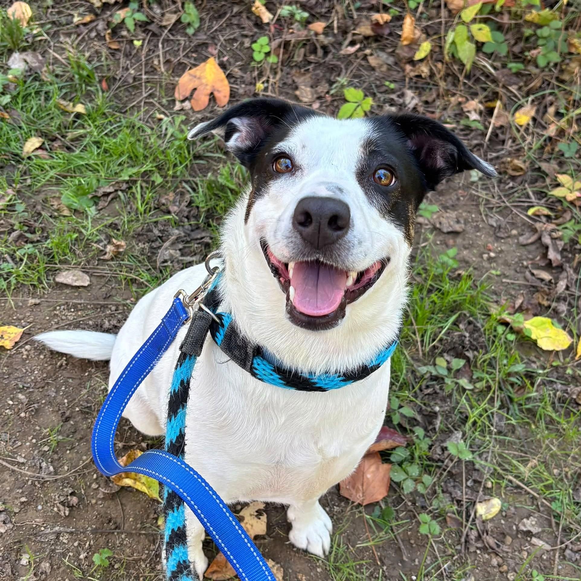Lucy, Adoptable, Adult Female Cattle Dog & Hound.