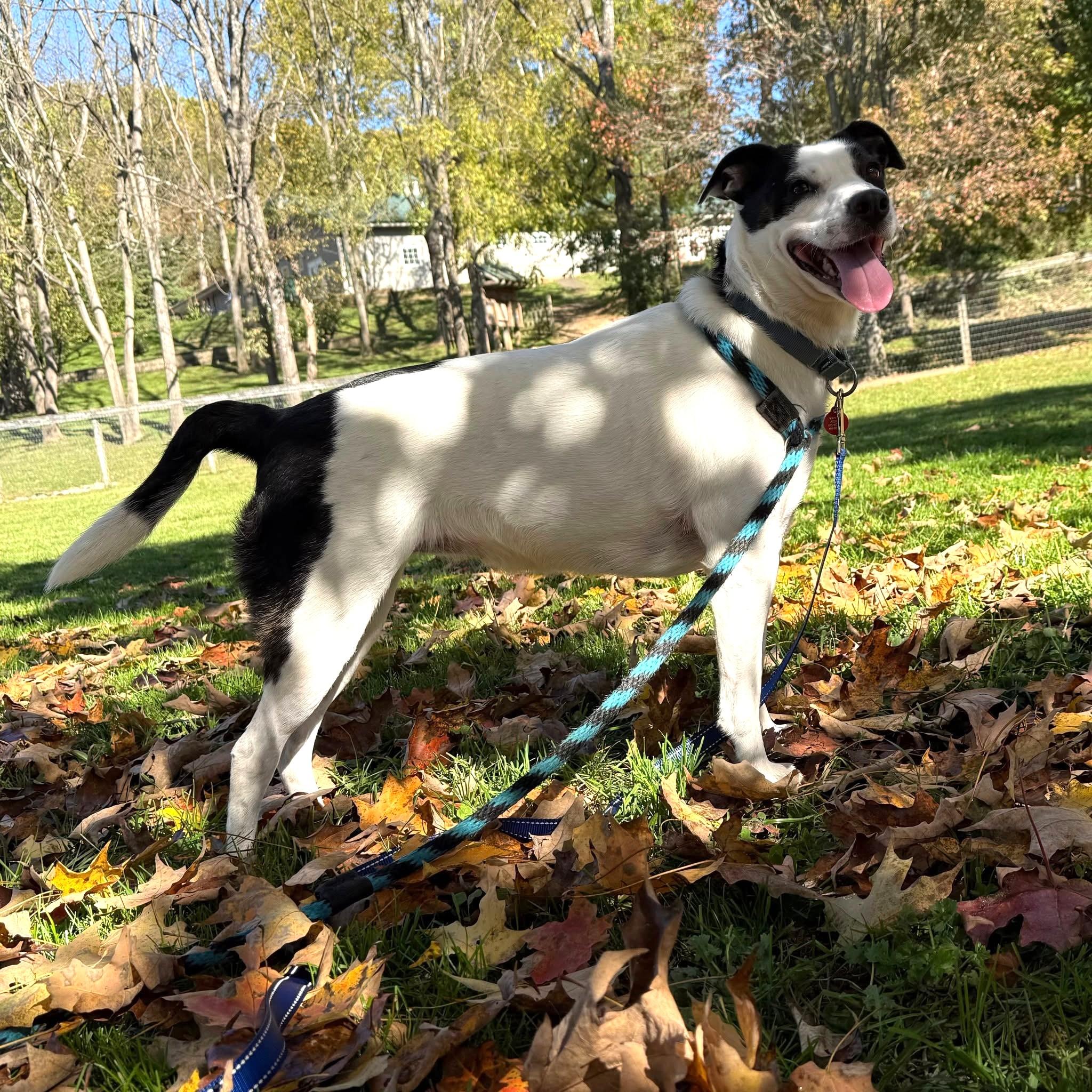 Enlarge Lucy, a Adoptable mixed breed in Phoenixville, PA image 4/6