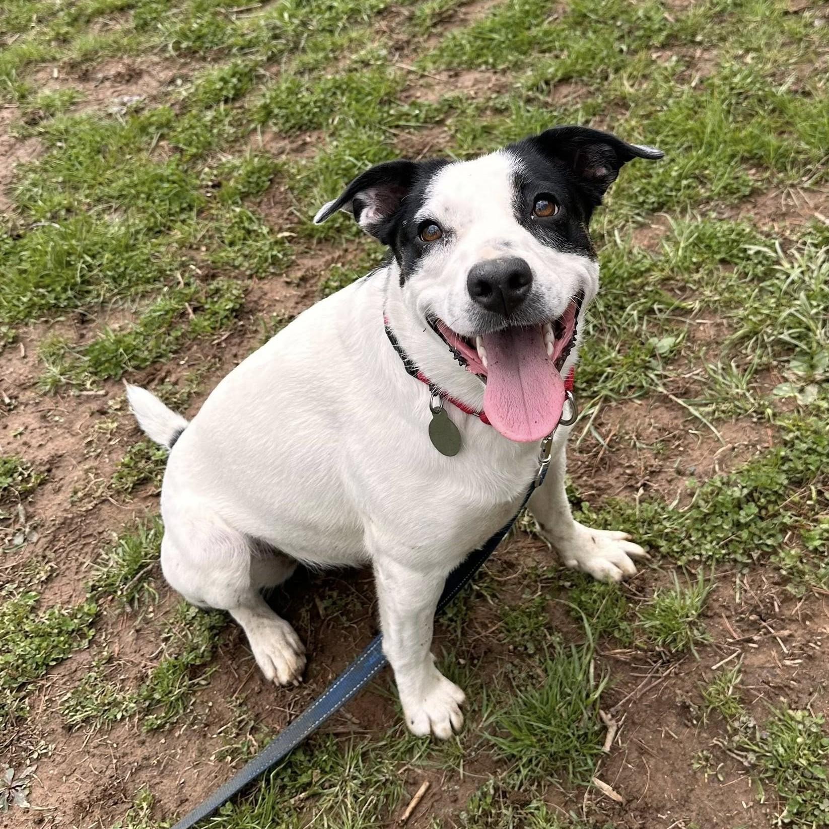 Enlarge Lucy, a Adoptable mixed breed in Phoenixville, PA image 5/6