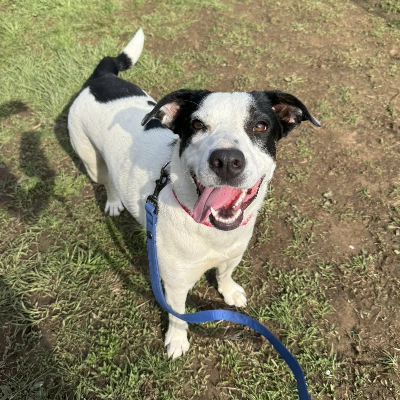 Enlarge Lucy, a Adoptable mixed breed in Phoenixville, PA image 3/6