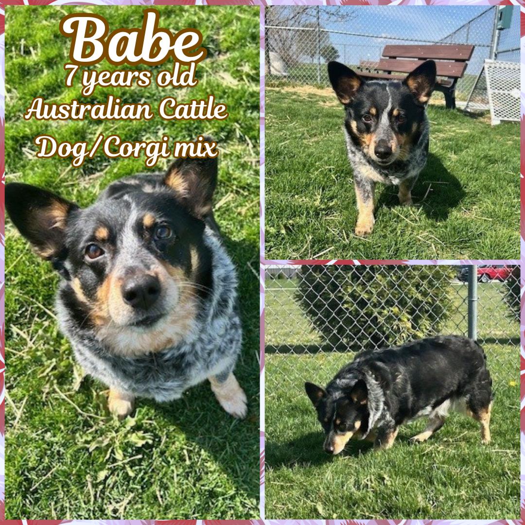 Enlarge Babe, an adopted mixed breed in Franklin, IN image 1/1