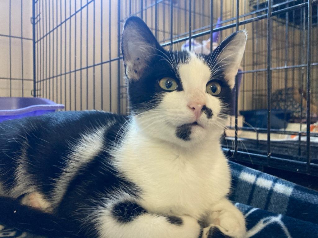 Moofus, Adoptable, Young Male Domestic Short Hair.