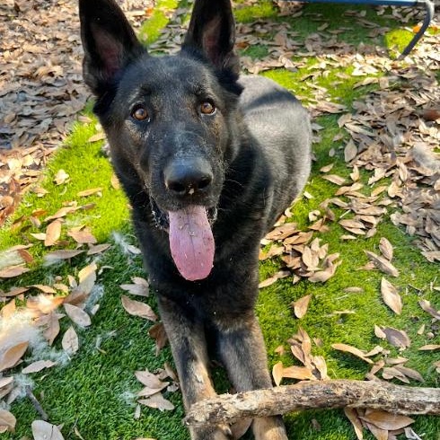 Max, a Adoptable German Shepherd Dog in Palm Harbor, FL image 3/6
