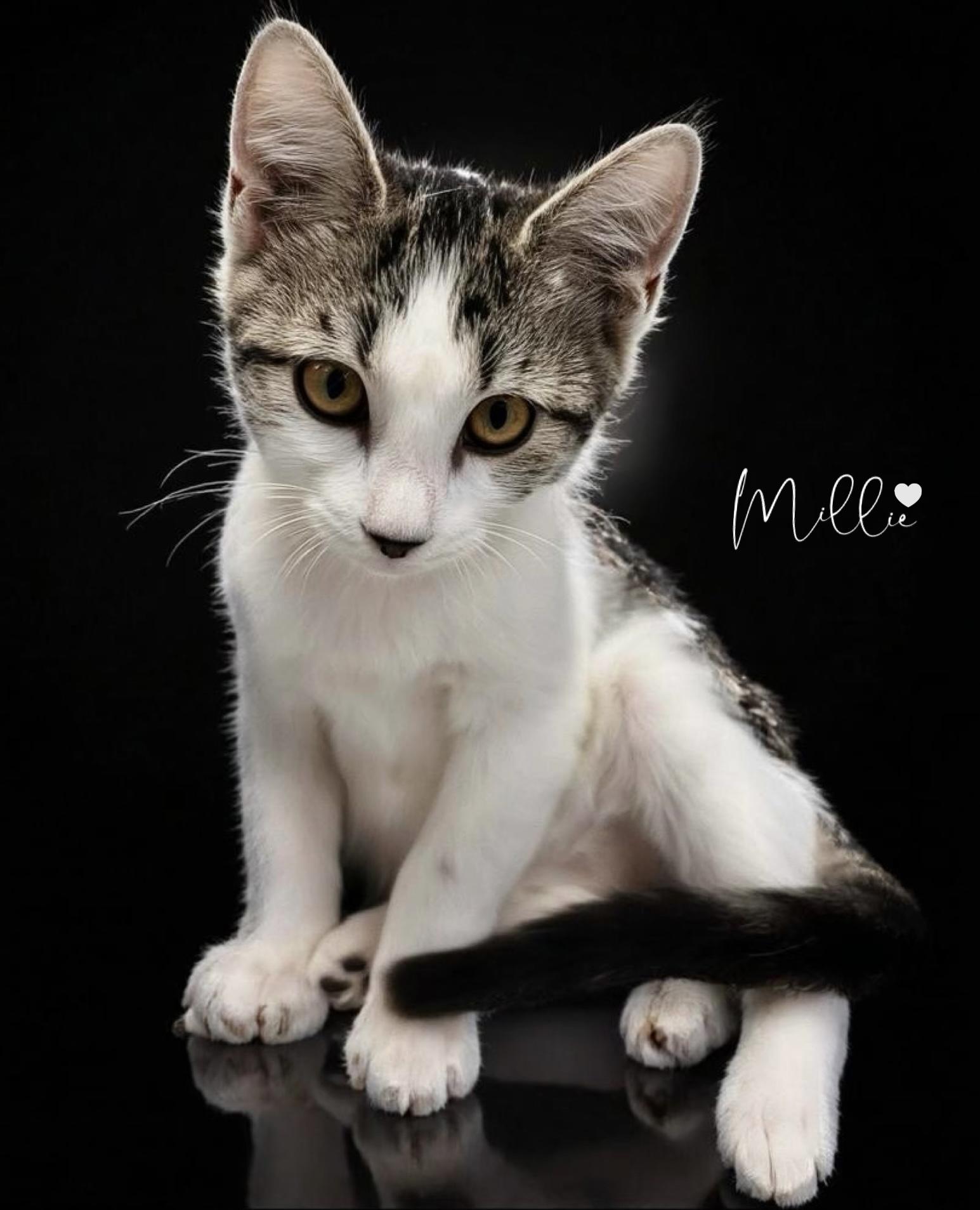 Millie Love, adopted, Kitten Female Domestic Short Hair.