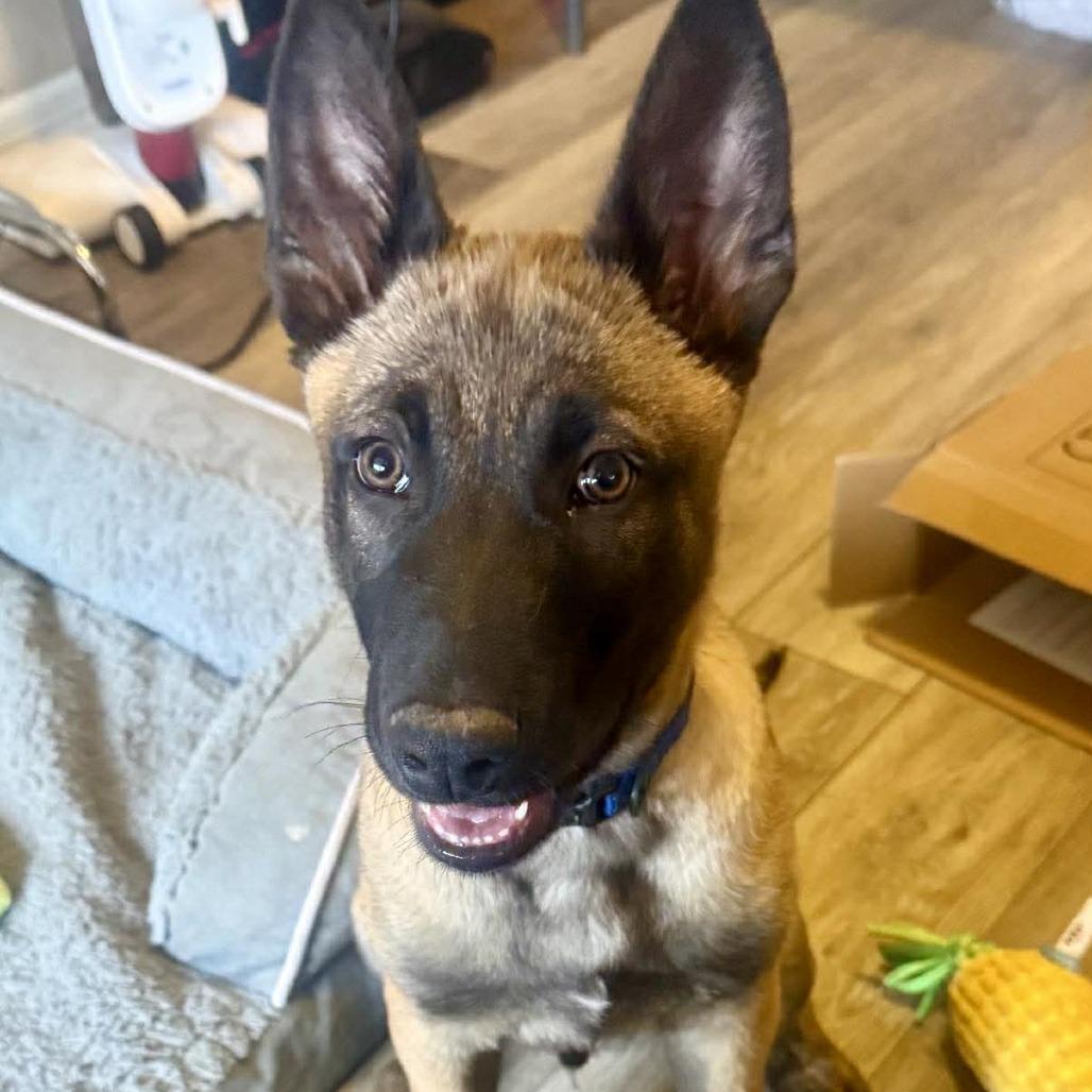 Enlarge Whiskey, a Adoptable Belgian Shepherd / Malinois in Tulsa, OK image 4/6