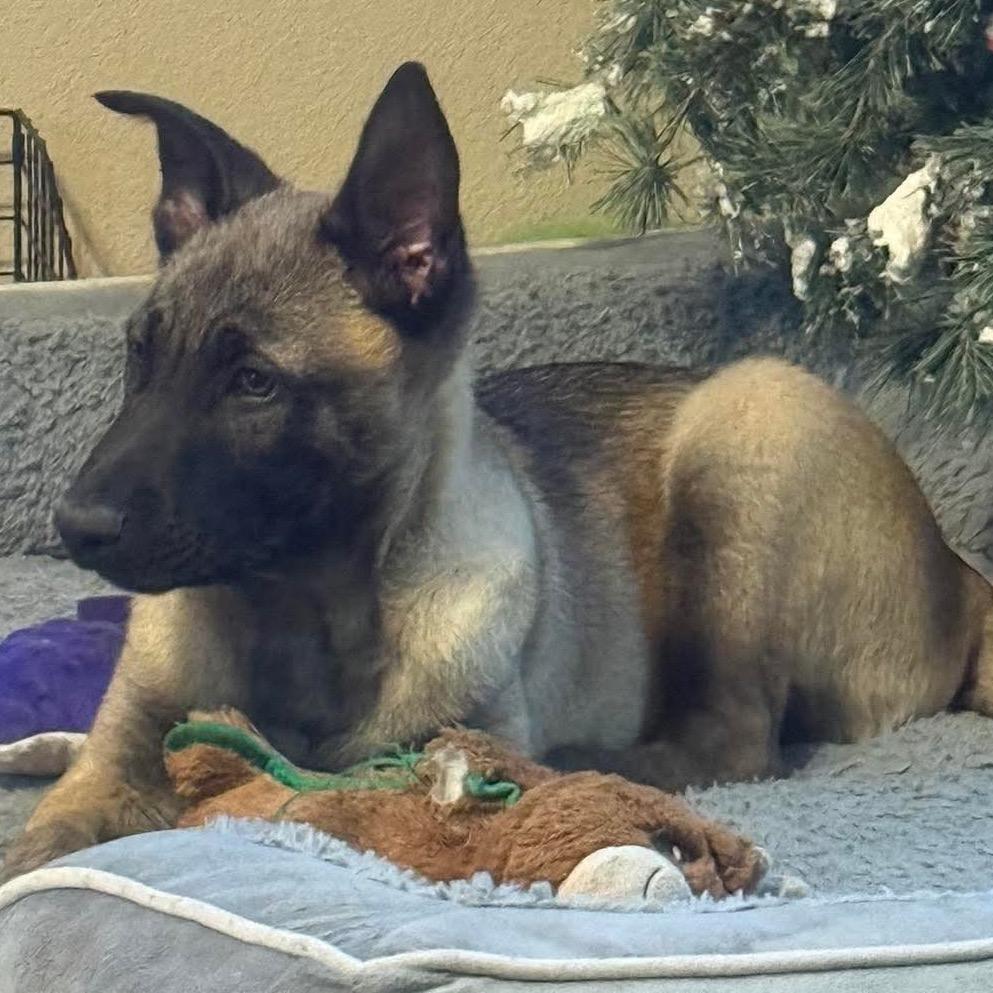 Enlarge Whiskey, a Adoptable Belgian Shepherd / Malinois in Tulsa, OK image 6/6