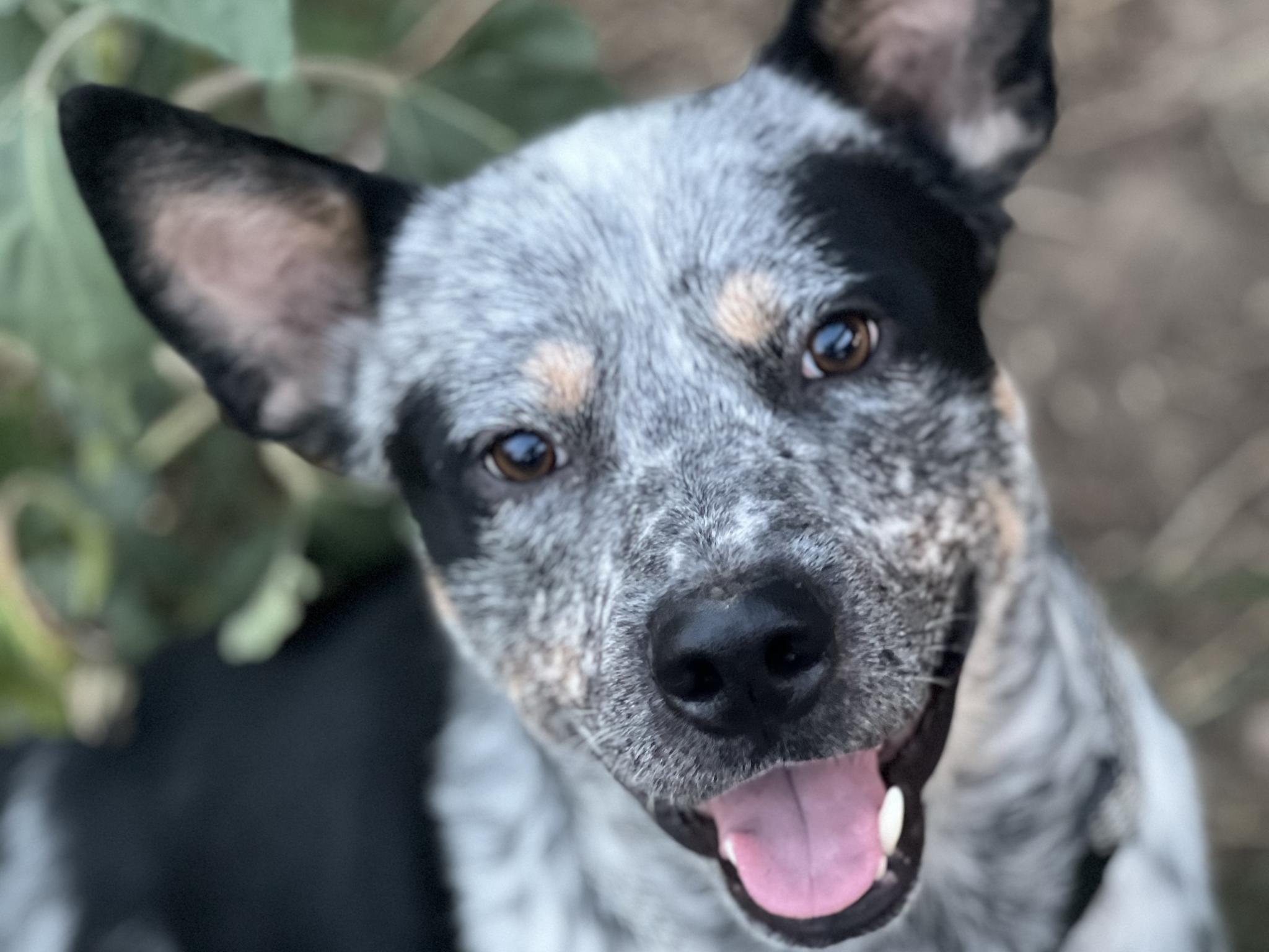 Enlarge Blaze, a Adopted mixed breed in Kiowa, CO image 1/1