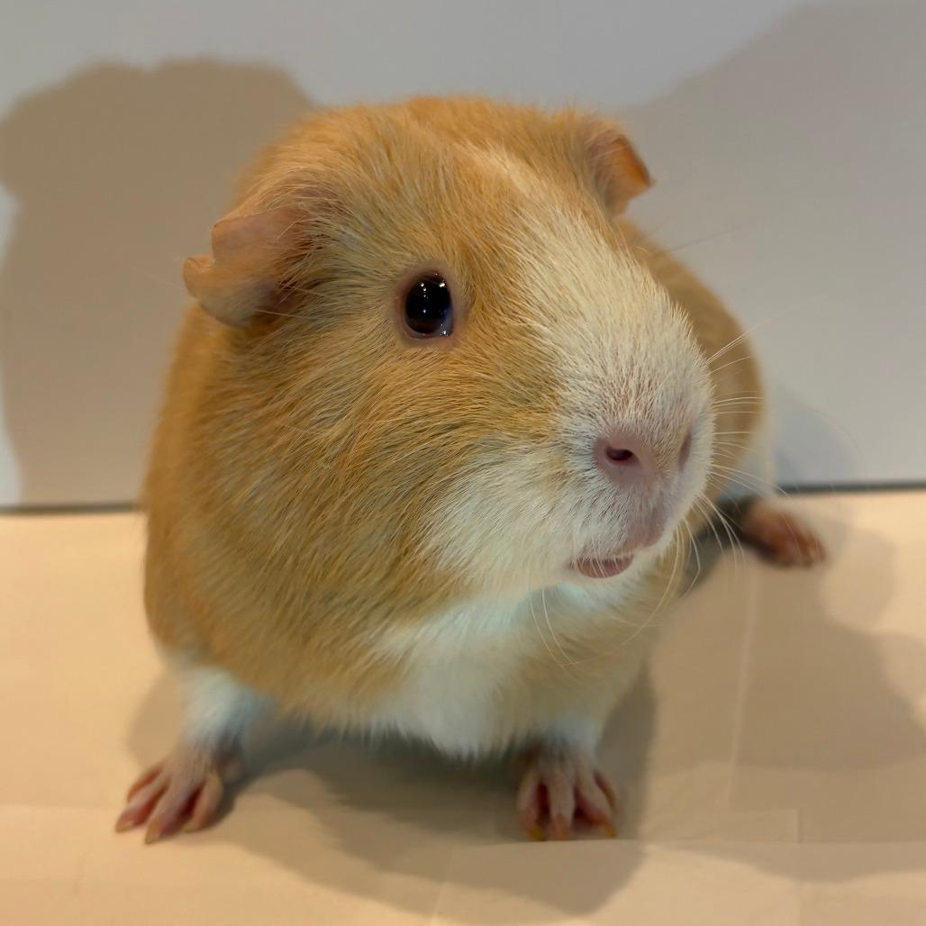 Rudy, Adoptable, Adult Male Guinea Pig.