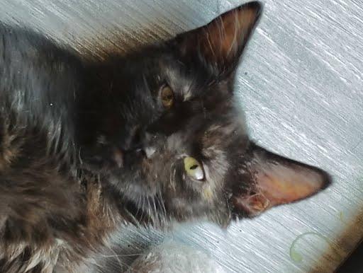 Shaya *COURTESY POST*, a Adoptable mixed breed in Sacramento, CA image 2/4