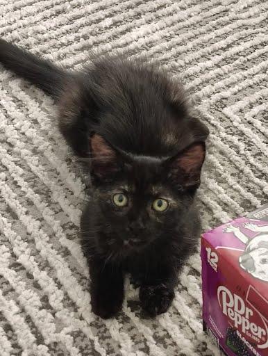 Shaya *COURTESY POST*, Adoptable, Kitten Female Tortoiseshell & Domestic Short Hair.