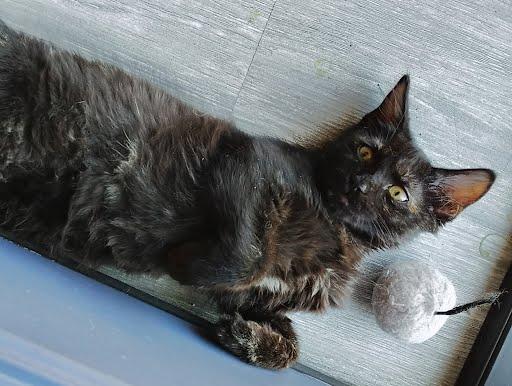 Shaya *COURTESY POST*, a Adoptable mixed breed in Sacramento, CA image 4/4