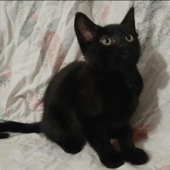Fern, Baby Female Domestic Short Hair