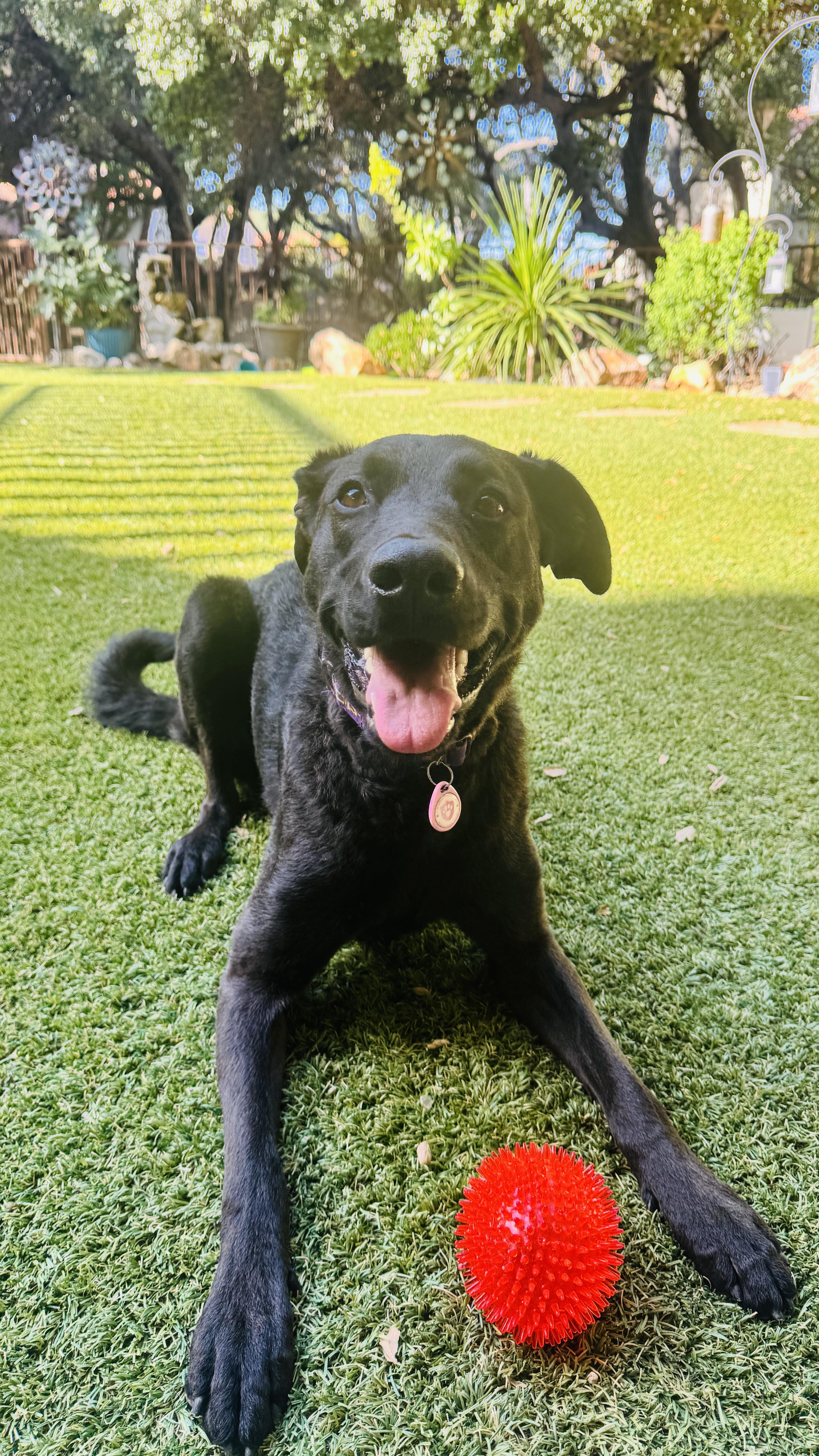 Willow, Adoptable, Adult Female German Shepherd Dog & Chesapeake Bay Retriever.