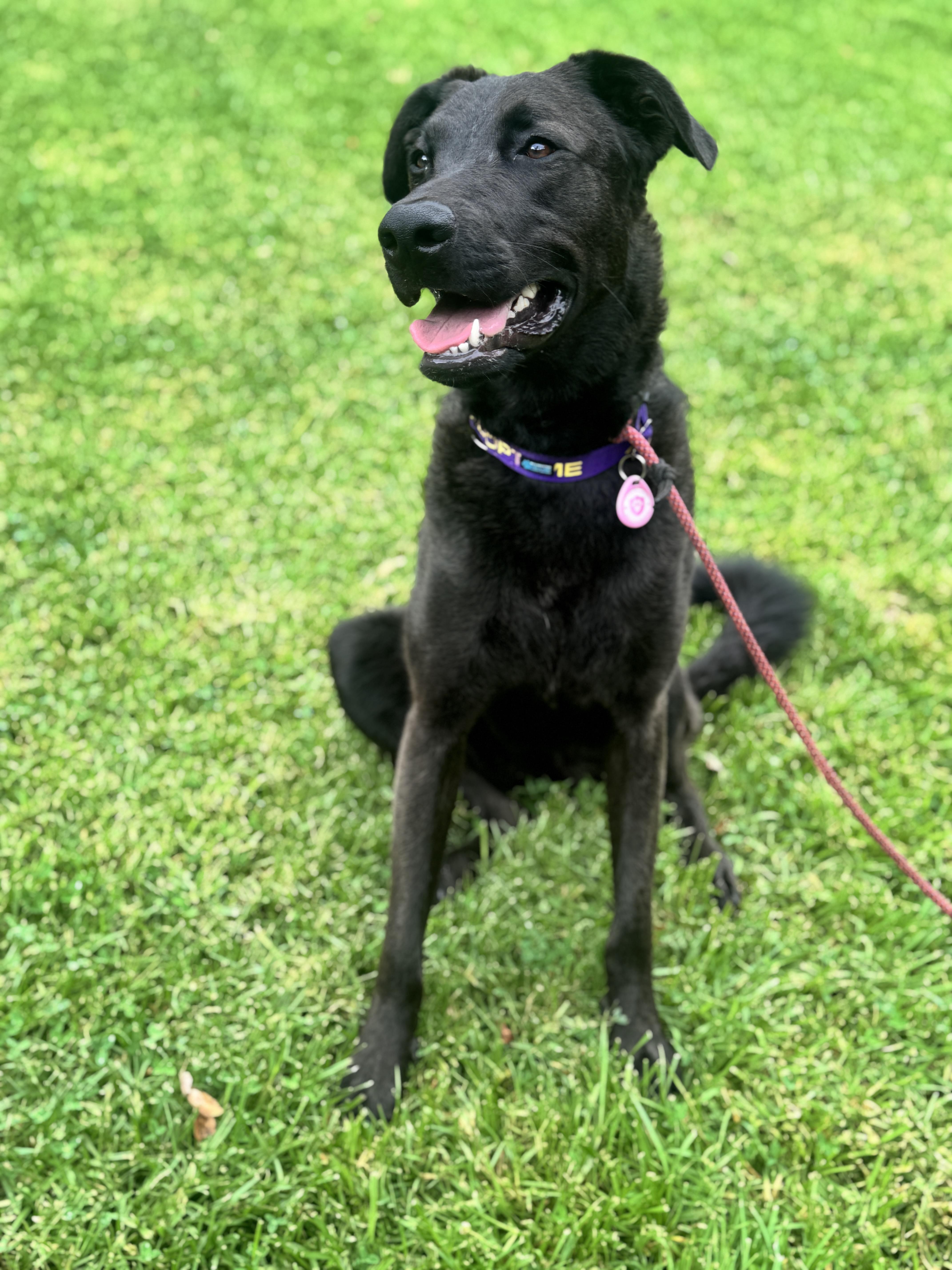 Enlarge Willow, a Adoptable mixed breed in Santa Clarita, CA image 3/6